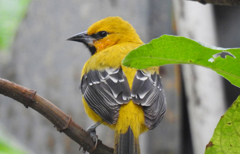 Descripción de la imagen