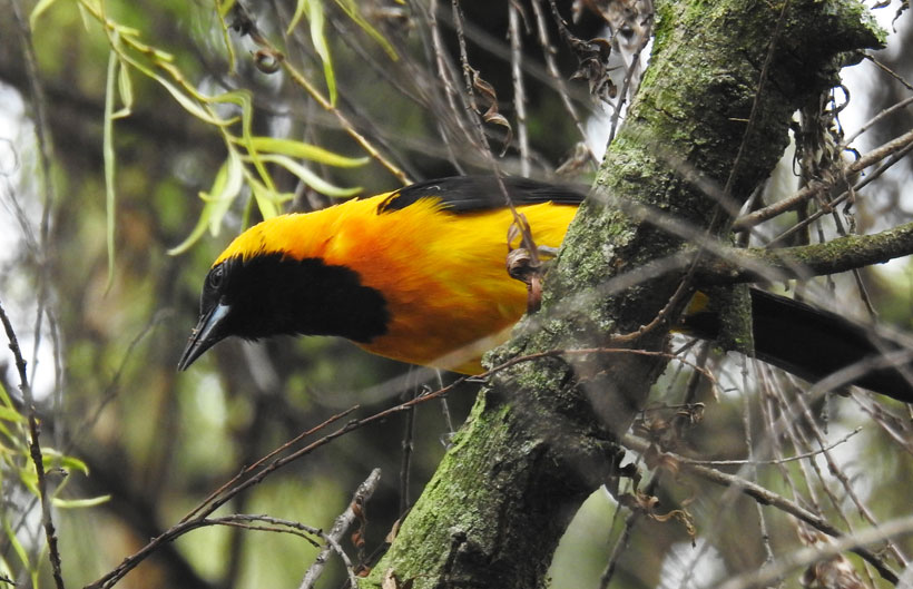 Turpial de montaña Turpial de montaña