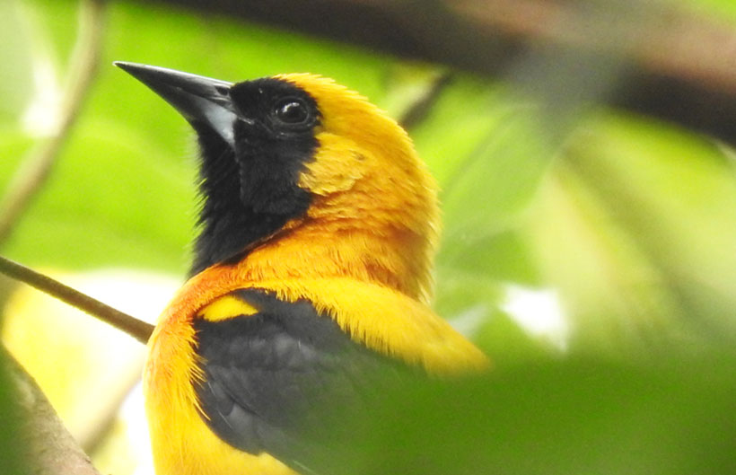 Descripción de la imagen