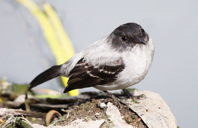 Tiranuelo saltarroyo