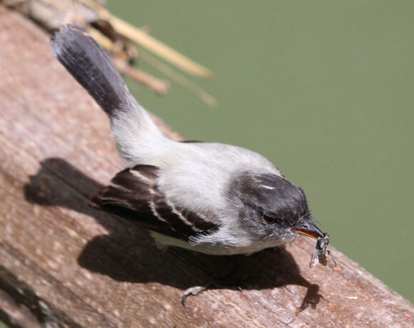 Tiranuelo saltarroyo