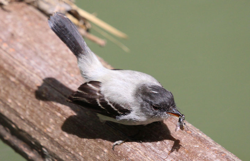 Descripción de la imagen