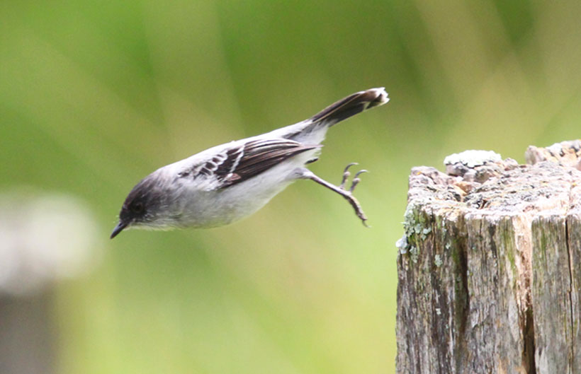 Tiranuelo saltarroyo
