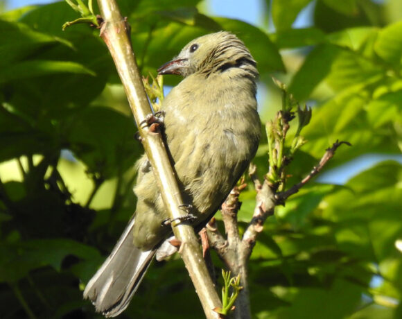 Azulejo palmero Azulejo palmero