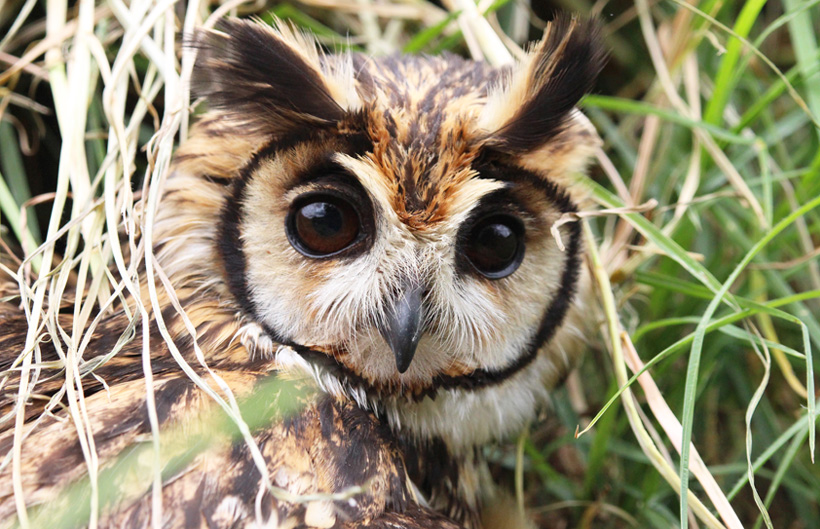 Descripción de la imagen