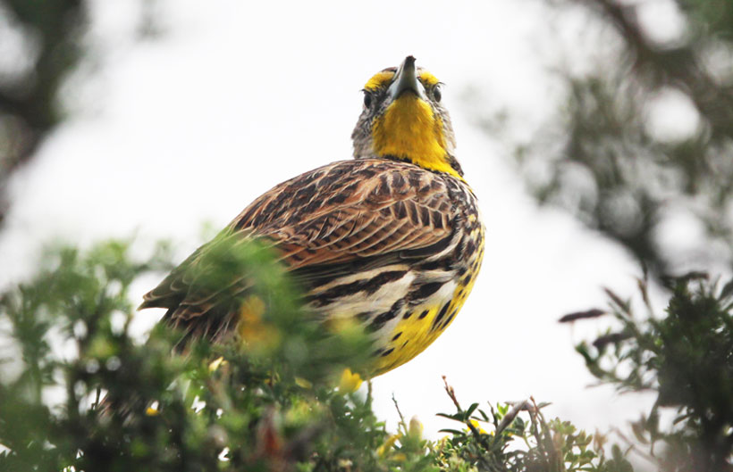 Descripción de la imagen