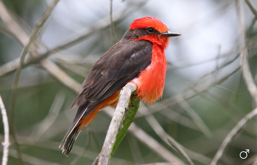 Descripción de la imagen