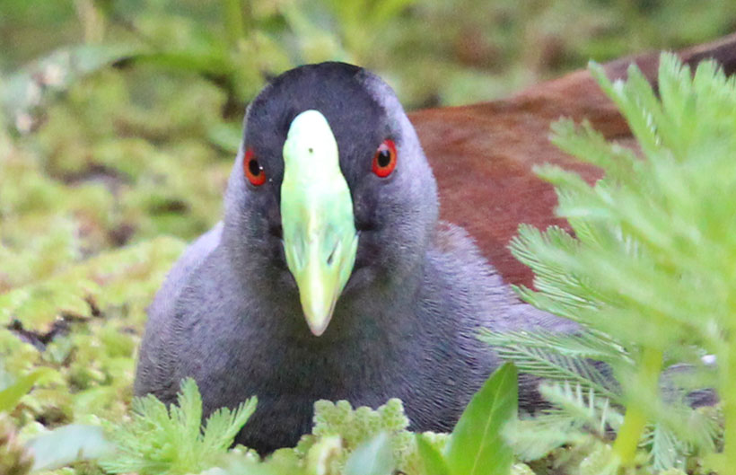 Descripción de la imagen