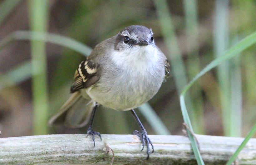 Descripción de la imagen