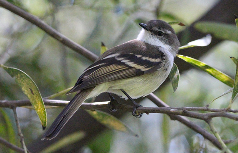 Tiranuelo gorgiblanco