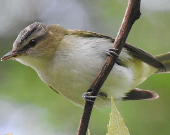 Vireo ojirrojo