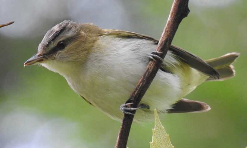 Vireo ojirrojo