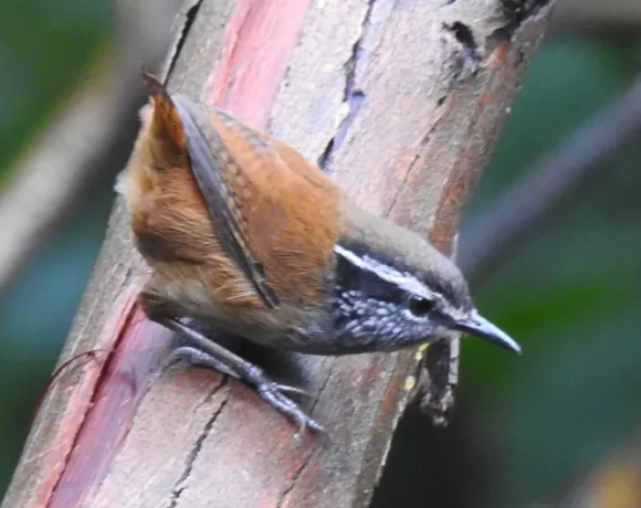 Pechigrís Cucarachero