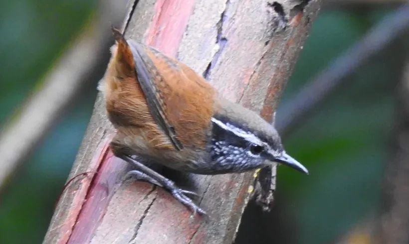 Pechigrís Cucarachero