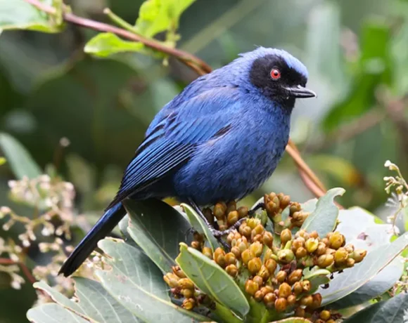 Pinchaflor Enmascarado